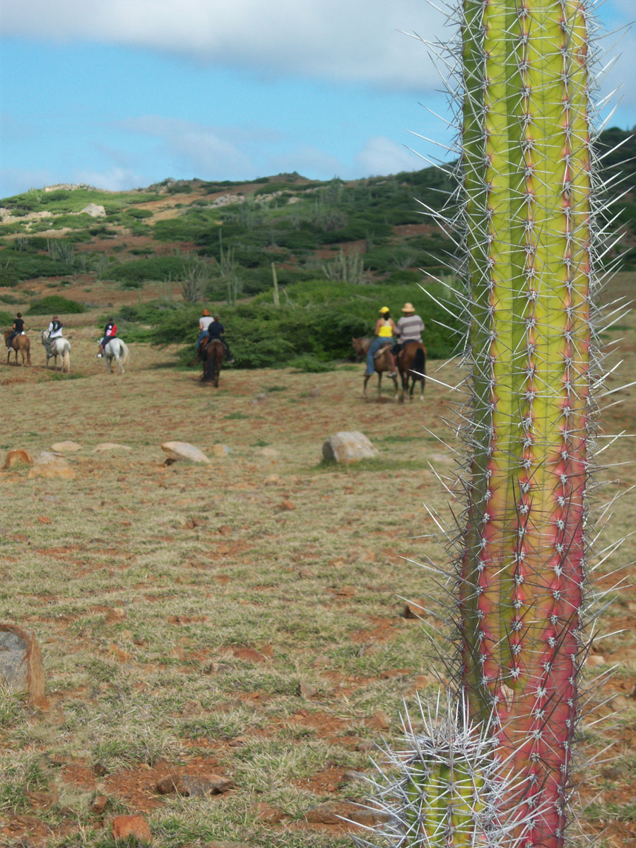Horseback Riding in Aruba